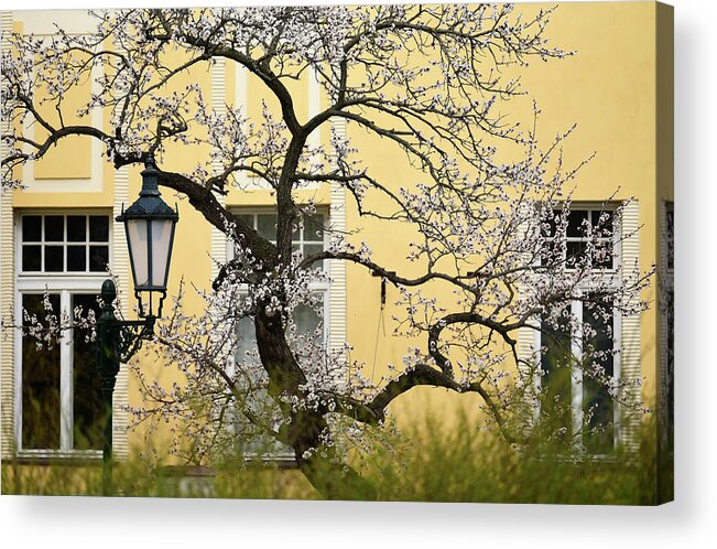 Jenny Rainbow Fine Art Photography Acrylic Print featuring the photograph Sweet Spring in Prague 4 by Jenny Rainbow