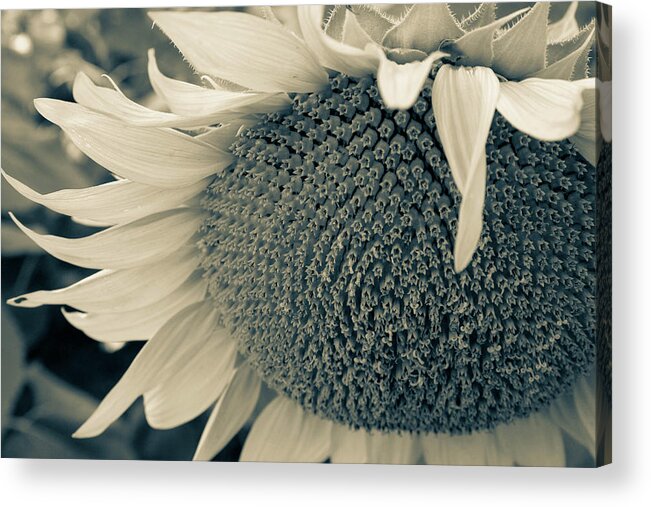 Sunflower Acrylic Print featuring the photograph Take a Bow by Mary Anne Delgado