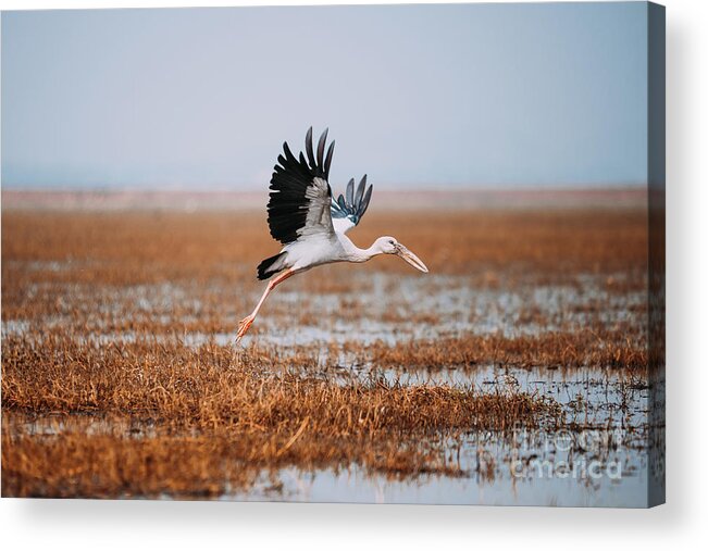 Bird Acrylic Print featuring the photograph Take Off by Dheeraj Mutha