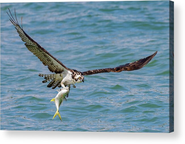 Osprey Acrylic Print featuring the photograph Talons Hold by RD Allen
