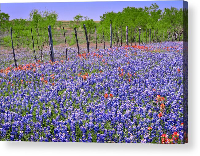 Texas Bluebonnets Acrylic Print featuring the photograph Texas Heaven -Bluebonnets Wildflowers Landscape by Jon Holiday