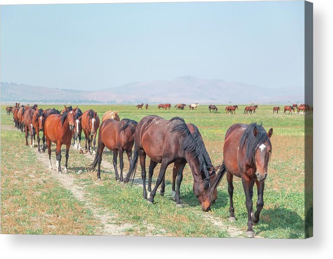 Nevada Acrylic Print featuring the photograph Texas Leading His Herd by Marc Crumpler