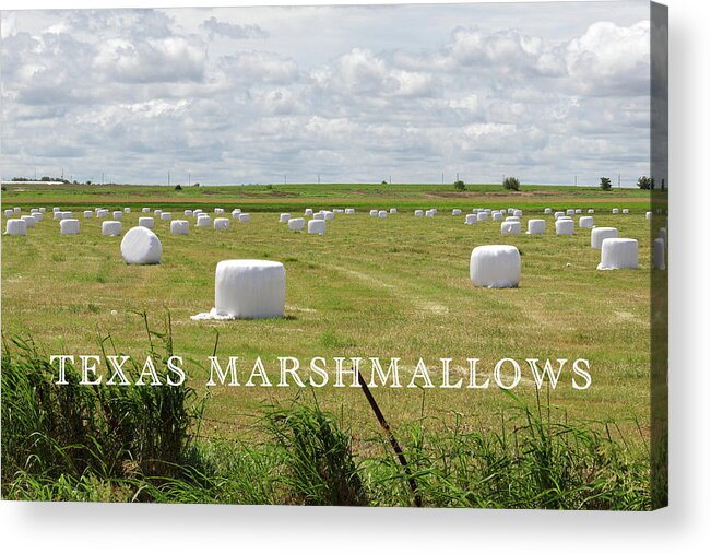 Harvest Acrylic Print featuring the photograph Texas Marshmallows by Steve Templeton