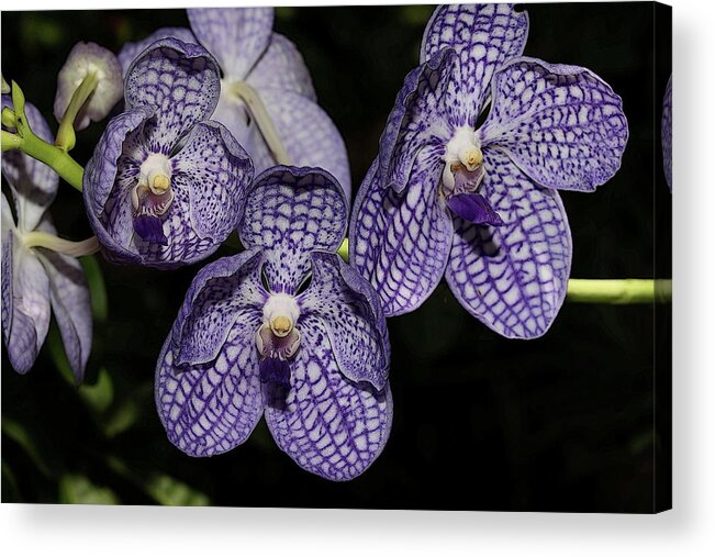 Orchid Acrylic Print featuring the photograph Textured Orchid Flowers 2 by Mingming Jiang