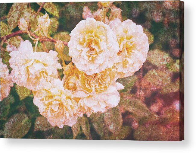 Rose Acrylic Print featuring the photograph Textured Roses by Tanya C Smith