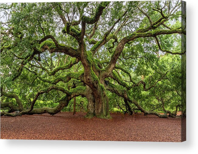 Angel Oak Acrylic Print featuring the photograph The Angel Oak by Bradford Martin