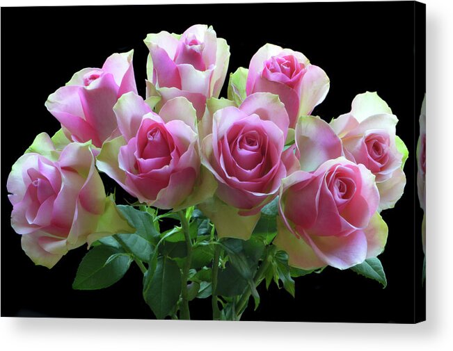 Belle Roses Acrylic Print featuring the photograph The Belle Bunch by Terence Davis
