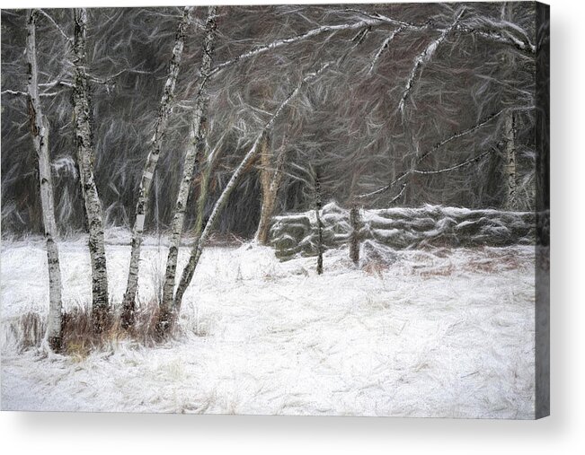 Birch Acrylic Print featuring the photograph The Birches of Orris Road by Wayne King