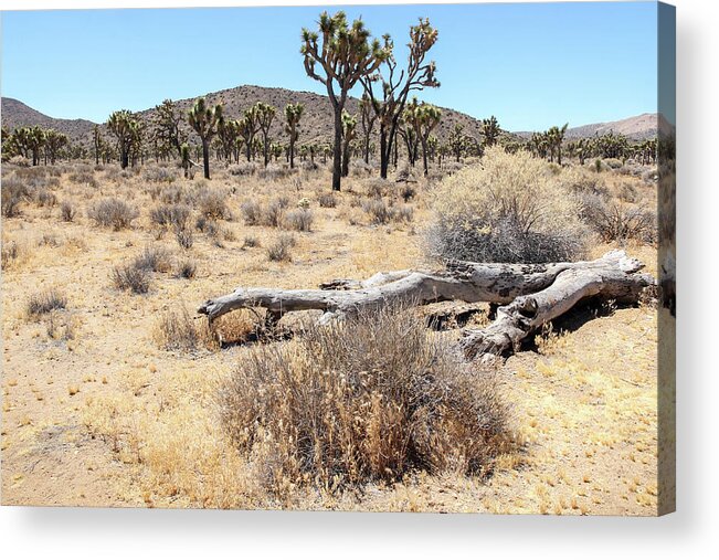 Trees Acrylic Print featuring the photograph The Bones of a Joshua Tree by Robert Carter
