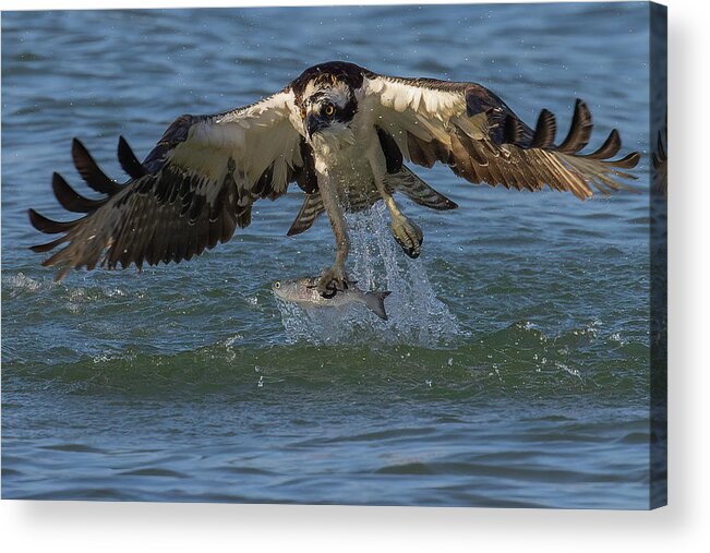 Osprey Acrylic Print featuring the photograph The Catch by RD Allen