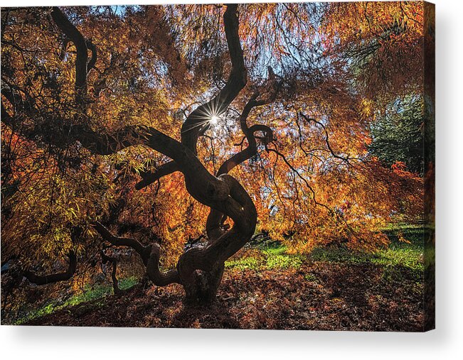 Washington D.c. Acrylic Print featuring the photograph The Color Chase 06 by Robert Fawcett