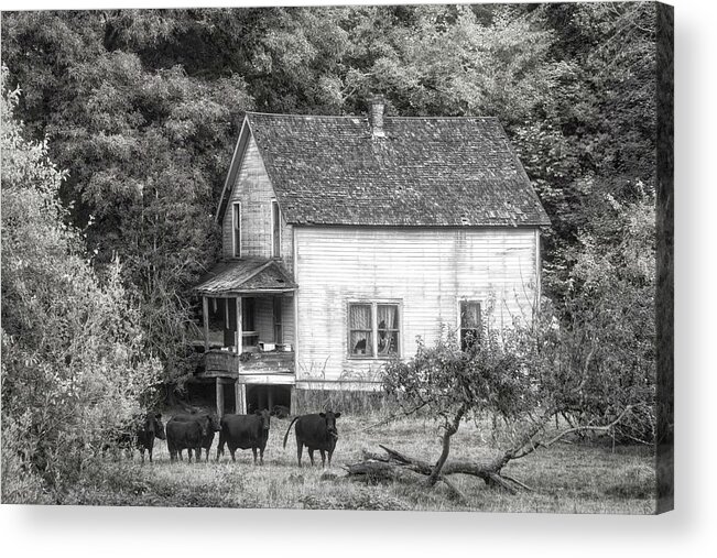 American Acrylic Print featuring the photograph The Cows Came Home in Black and White by Debra and Dave Vanderlaan