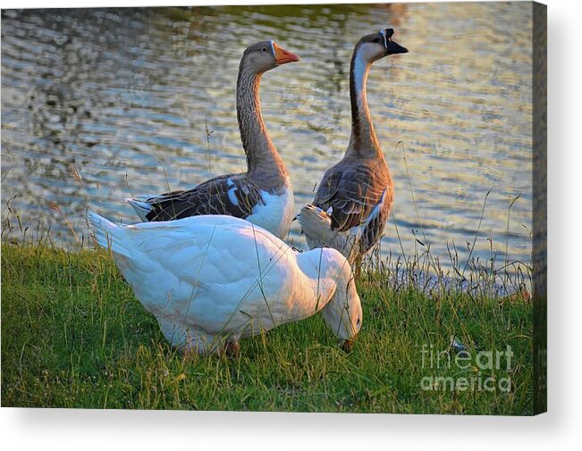 Geese Acrylic Print featuring the photograph The Crew at Sunrise by Diana Mary Sharpton