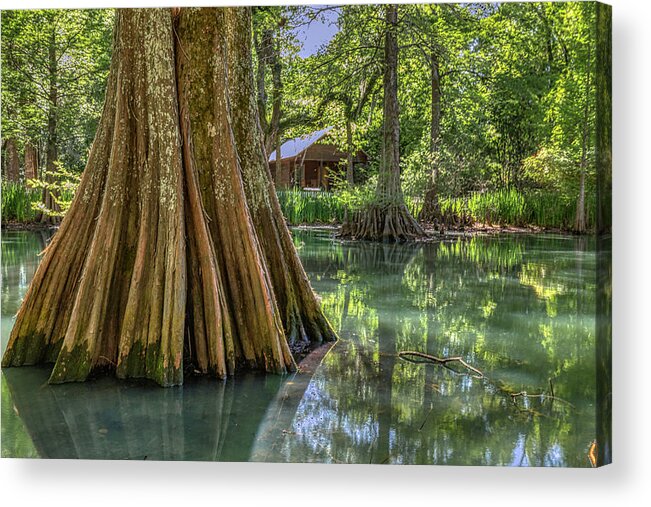 Mrytles Plantation Acrylic Print featuring the photograph The Cypress by Dana Foreman
