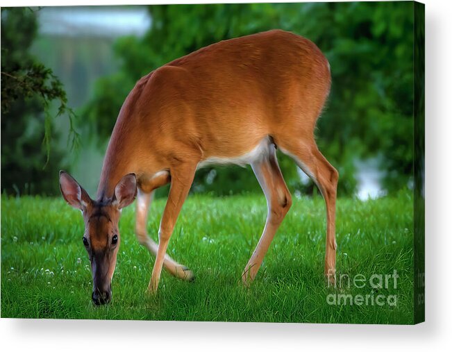 Deer Acrylic Print featuring the photograph The Deer by Shelia Hunt