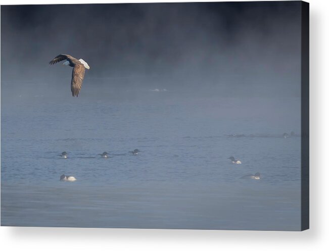 American Bald Eagle Acrylic Print featuring the photograph The Eagle and the Mergansers 2016 by Thomas Young