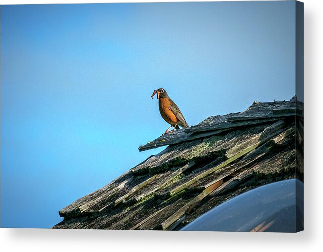 Bird Acrylic Print featuring the photograph The Early Bird Gets the Worm by Mary Lee Dereske