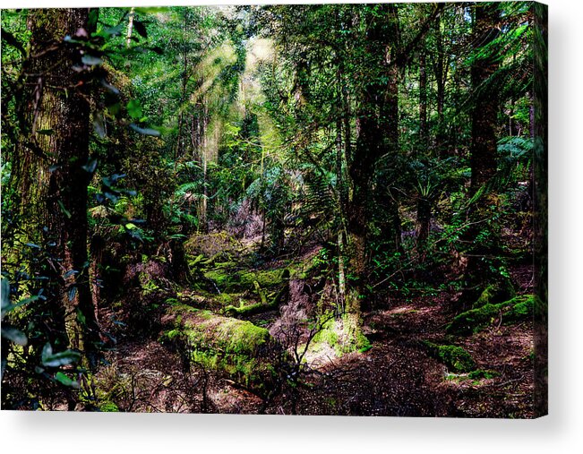 Rainforest Acrylic Print featuring the photograph The Enchanted Forest by Frank Lee
