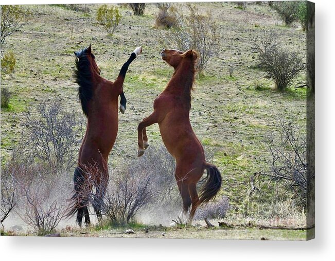 Salt River Wild Horse Acrylic Print featuring the digital art The Fight Is On by Tammy Keyes