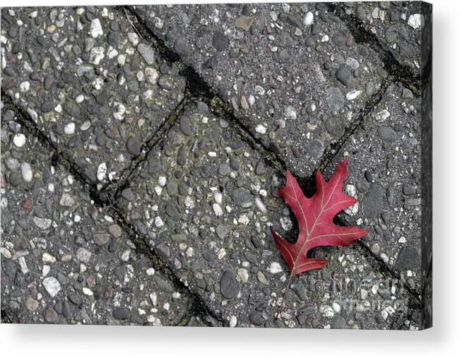Autumn Acrylic Print featuring the photograph The first of many by Daniel M Walsh