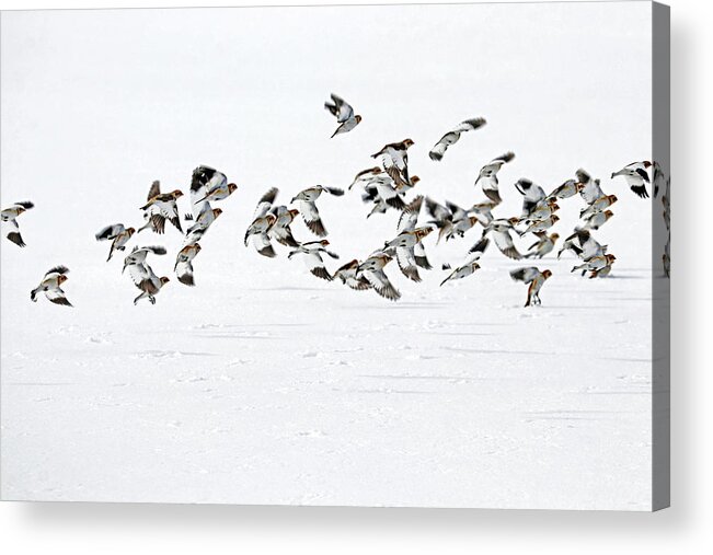 Snow Buntings Acrylic Print featuring the photograph The Flight Of The Snow Buntings by Debbie Oppermann
