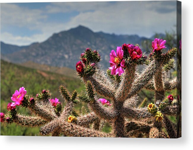 Fine Art Acrylic Print featuring the photograph While The Flowers Look On by Robert Harris