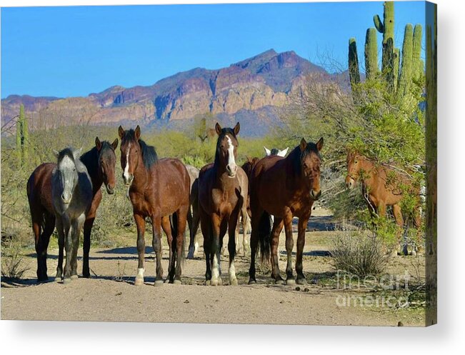 Salt River Wild Horses Acrylic Print featuring the digital art The Gangs All Here by Tammy Keyes