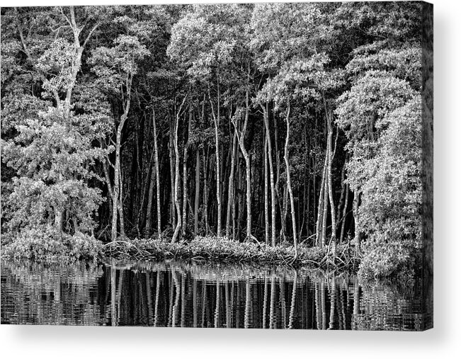 Mangroves Everglades National Park Nature Landscapes B&w Summer Trees Water Florida Acrylic Print featuring the photograph The Gates of the Everglades by Nick Shirghio