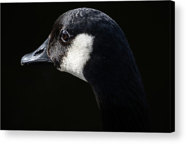 Goose Acrylic Print featuring the photograph The Goose by Jerry Cahill