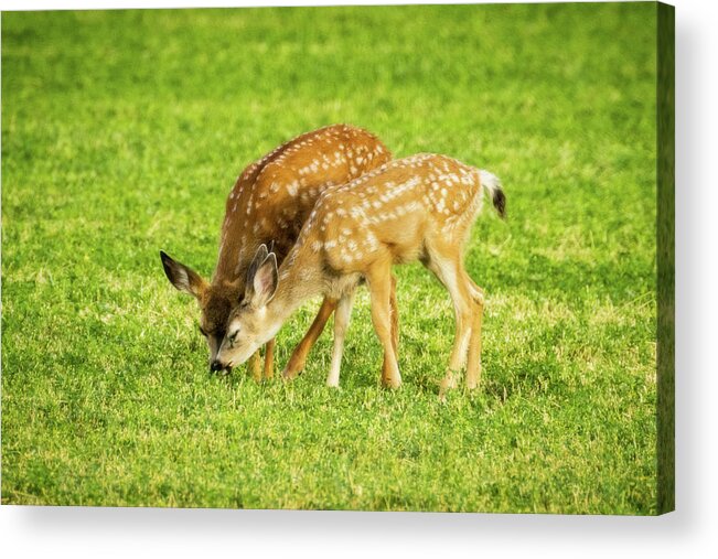 Grass Acrylic Print featuring the photograph The Grass is Greener by Mike Lee