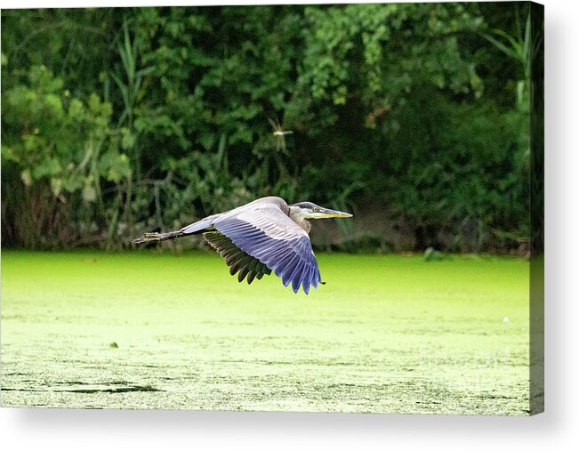 Great Blue Heron Acrylic Print featuring the photograph The Heron and Dragonfly by Alyssa Tumale