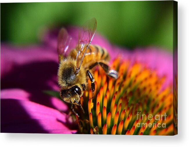 Honey Bee Acrylic Print featuring the photograph The Honey Bee and The Cone by Jimmy Chuck Smith