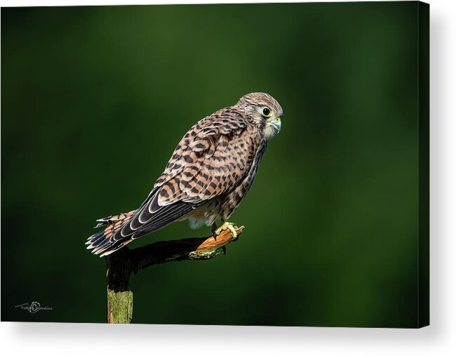 Kestrel Acrylic Print featuring the photograph The hunting position in profile for the young kestrel by Torbjorn Swenelius