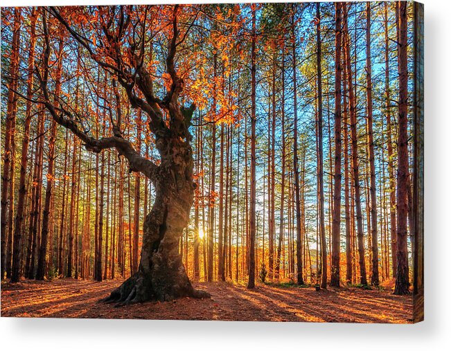 Belintash Acrylic Print featuring the photograph The King Of the Trees by Evgeni Dinev