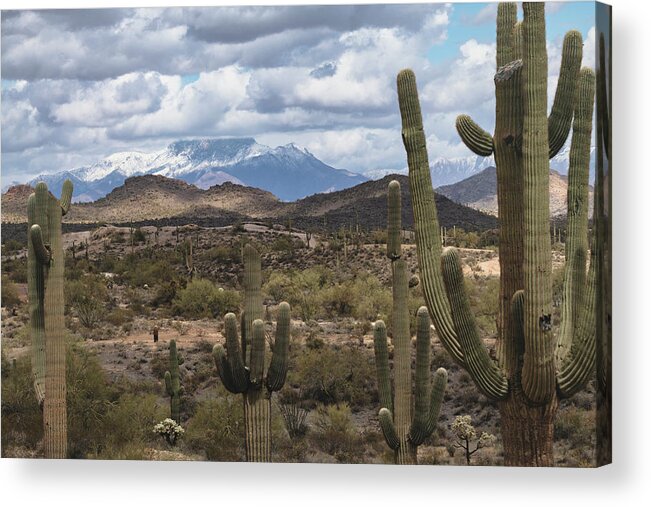 Desert Snow Acrylic Print featuring the photograph The Last Winter Snow In The Sonoran by Saija Lehtonen