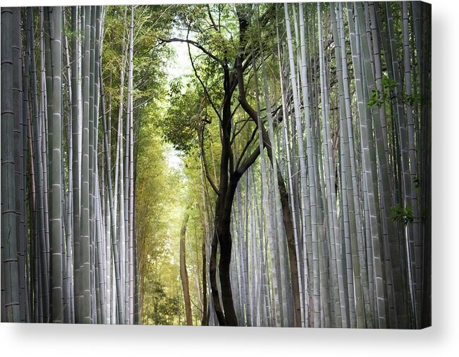 Bamboo Acrylic Print featuring the photograph The Light From Within by Christie Kowalski