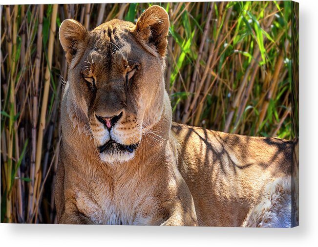  Acrylic Print featuring the photograph The Lion Sleeps Tonight by Al Judge