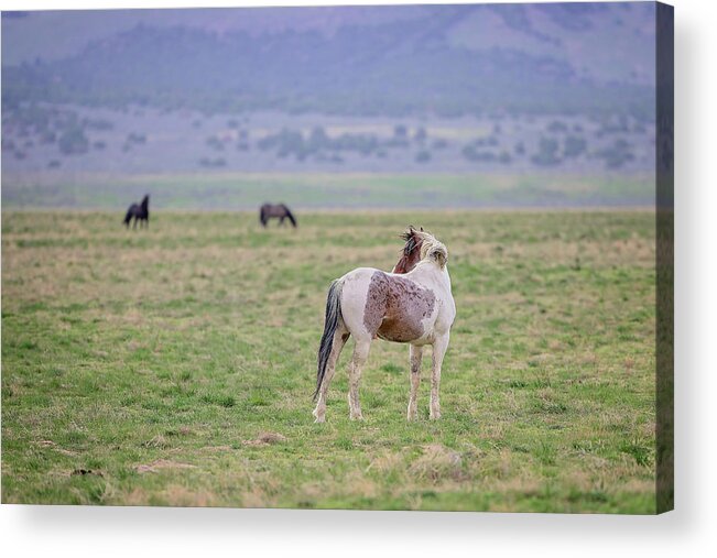 Horse Acrylic Print featuring the photograph The Look Back by Fon Denton
