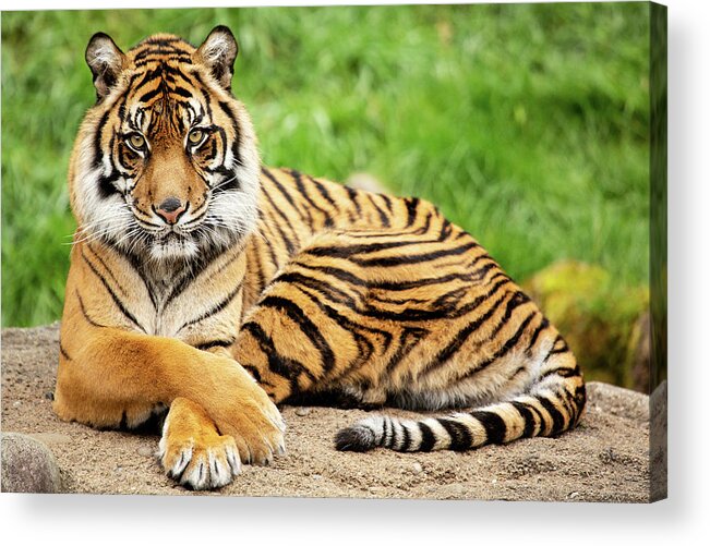Animal Acrylic Print featuring the photograph The Look by Bob Cournoyer