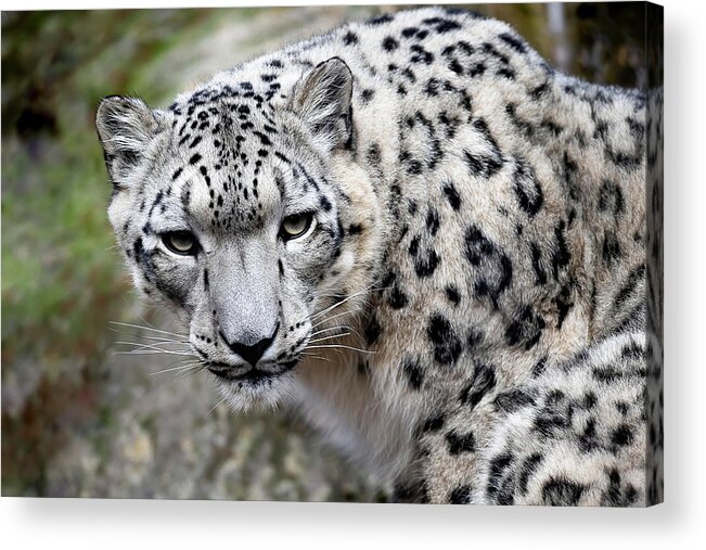 Zoo Acrylic Print featuring the photograph The Look - Snow Leopard by Gary Geddes