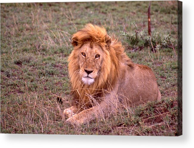 Lion Acrylic Print featuring the photograph The Lying Lion King by Russel Considine