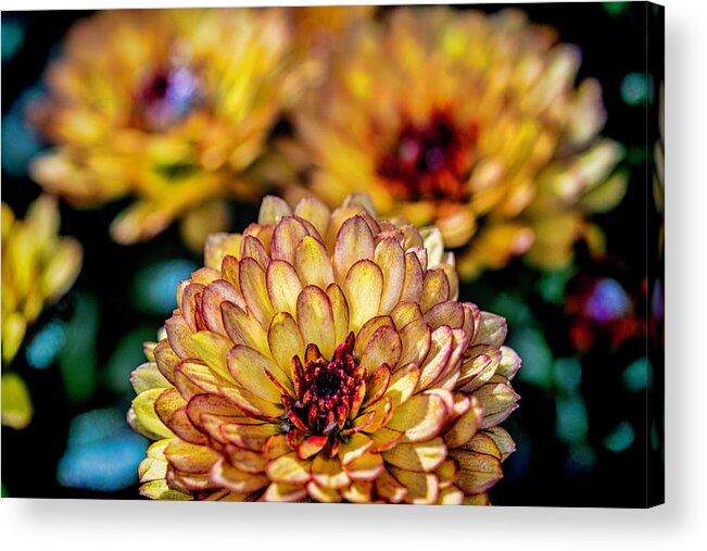 Mums Acrylic Print featuring the photograph The Mums are back in town by Roberto Aloi