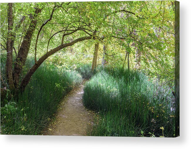 Fall Photography Acrylic Print featuring the photograph The Path by Marla Brown