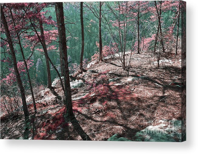 Obed Acrylic Print featuring the photograph The Point Trail Infrared by Phil Perkins