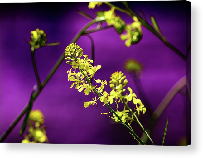 Flowers Acrylic Print featuring the photograph The Power of Purple by Marcus Jones