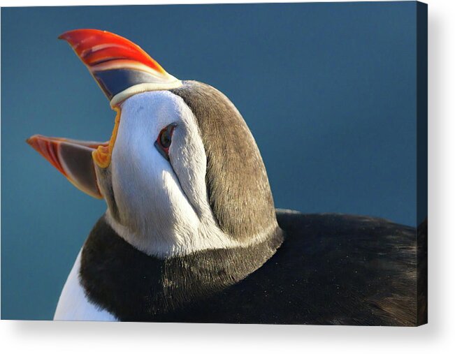Iceland Acrylic Print featuring the photograph The puffin speaks by Christopher Mathews