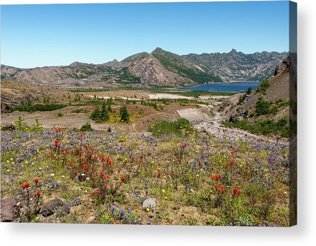 Outdoor; Mountains; Lake; St. Helens; Pumice Plains; Lava; Dust; Blast Zone; Flowers; Paintbrush; Lupine; Summer Acrylic Print featuring the digital art The Pumice Plains by Michael Lee