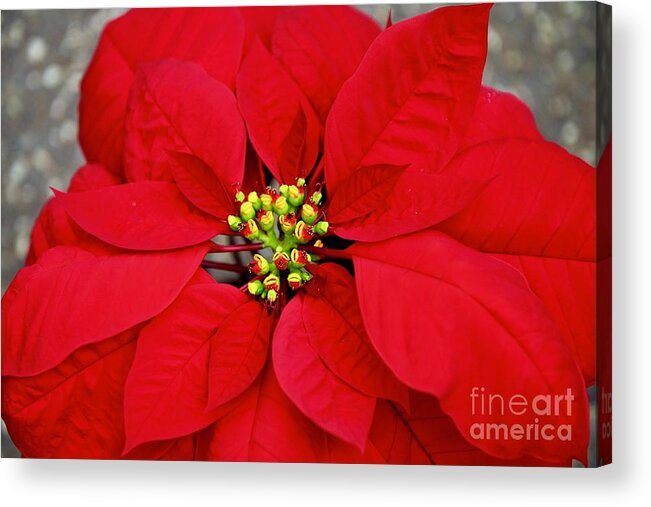 Art Acrylic Print featuring the photograph The Red Pointsettia by Jeannie Rhode