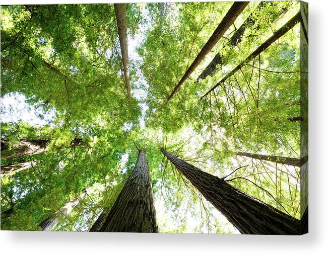 The Redwood National Park Acrylic Print featuring the photograph The Redwood National and State Parks, California by Carol Highsmith