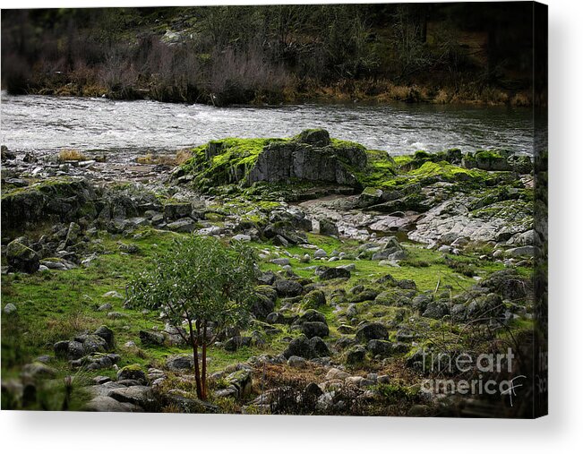 Rouge River Acrylic Print featuring the photograph The Rouge River I by Theresa Fairchild